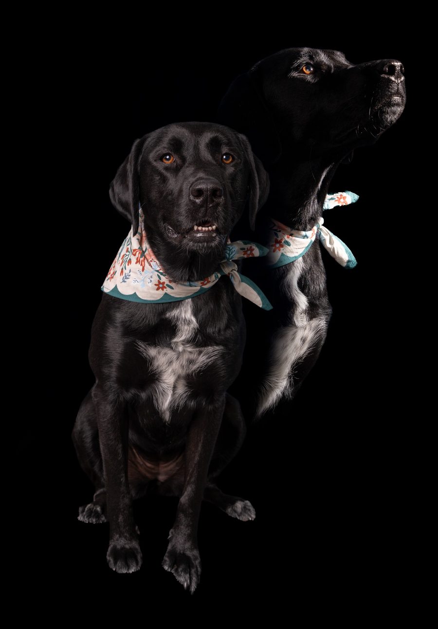Two black therapy dogs in matching floral bandanas against a dark background